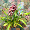 Cymbidium – Dark Pink Spotty Boat Orchid - Sprouts of Bristol