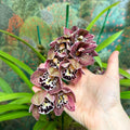 Cymbidium – Dark Pink Spotty Boat Orchid - Sprouts of Bristol