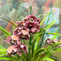 Cymbidium – Dark Pink Spotty Boat Orchid - Sprouts of Bristol