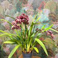 Cymbidium – Dark Pink Spotty Boat Orchid - Sprouts of Bristol