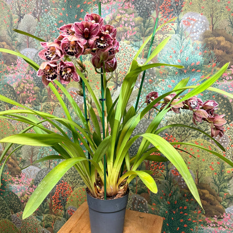 Cymbidium – Dark Pink Spotty Boat Orchid - Sprouts of Bristol