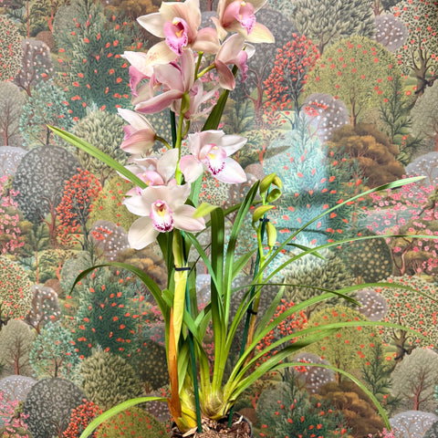 Cymbidium – Pale Pink Boat Orchid - Sprouts of Bristol