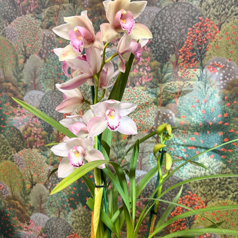 Cymbidium – Pale Pink Boat Orchid - Sprouts of Bristol