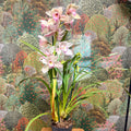 Cymbidium – Pale Pink Boat Orchid - Sprouts of Bristol