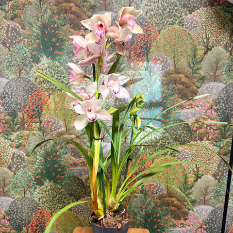 Cymbidium – Pale Pink Boat Orchid - Sprouts of Bristol