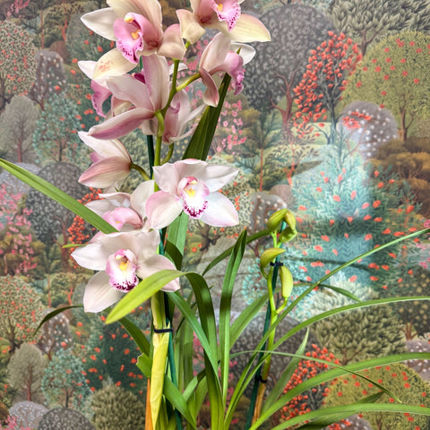 Cymbidium – Pale Pink Boat Orchid - Sprouts of Bristol