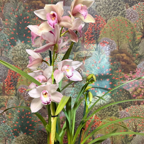 Cymbidium – Pale Pink Boat Orchid - Sprouts of Bristol