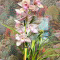 Cymbidium – Pale Pink Boat Orchid - Sprouts of Bristol