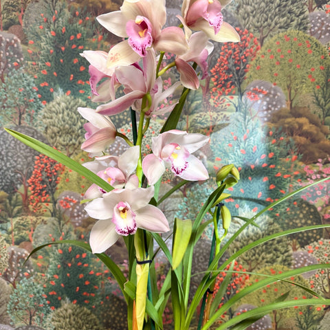 Cymbidium – Pale Pink Boat Orchid - Sprouts of Bristol