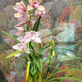 Cymbidium – Pale Pink Boat Orchid - Sprouts of Bristol