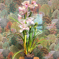 Cymbidium – Pale Pink Boat Orchid - Sprouts of Bristol