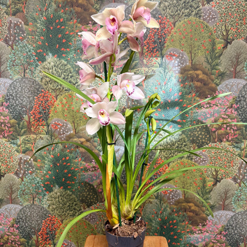Cymbidium – Pale Pink Boat Orchid - Sprouts of Bristol