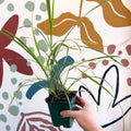 Cymbopogon citratus - Lemon Grass - Cotswolds Grown Culinary Herbs - Sprouts of Bristol