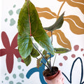 Cyrtosperma johnstonii / Alocasia ‘Black Jack’ - Sprouts of Bristol