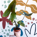Cyrtosperma johnstonii / Alocasia ‘Black Jack’ - Sprouts of Bristol
