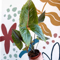 Cyrtosperma johnstonii / Alocasia ‘Black Jack’ - Sprouts of Bristol