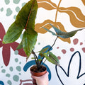 Cyrtosperma johnstonii / Alocasia ‘Black Jack’ - Sprouts of Bristol