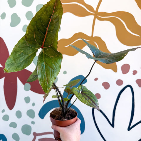Cyrtosperma johnstonii / Alocasia ‘Black Jack’ - Sprouts of Bristol