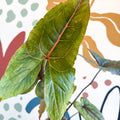 Cyrtosperma johnstonii / Alocasia ‘Black Jack’ - Sprouts of Bristol
