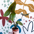 Cyrtosperma johnstonii / Alocasia ‘Black Jack’ - Sprouts of Bristol