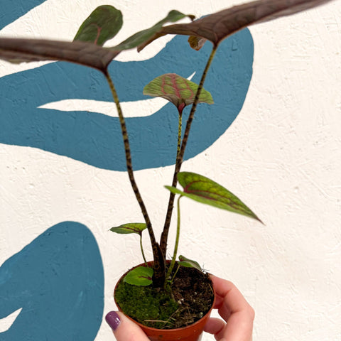 Cyrtosperma johnstonii / Alocasia ‘Black Jack’ - Sprouts of Bristol