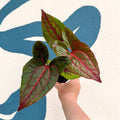Cyrtosperma johnstonii / Alocasia ‘Black Jack’ - Sprouts of Bristol