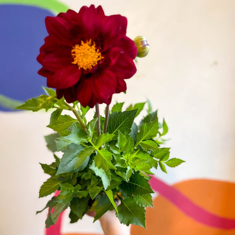 Dahlia 'Dalina Maxi Cancun (P)' - British Grown - Sprouts of Bristol