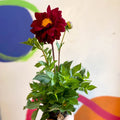 Dahlia 'Dalina Maxi Cancun (P)' - British Grown - Sprouts of Bristol