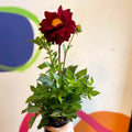 Dahlia 'Dalina Maxi Cancun (P)' - British Grown - Sprouts of Bristol