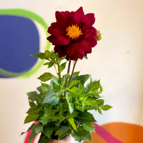 Dahlia 'Dalina Maxi Cancun (P)' - British Grown - Sprouts of Bristol