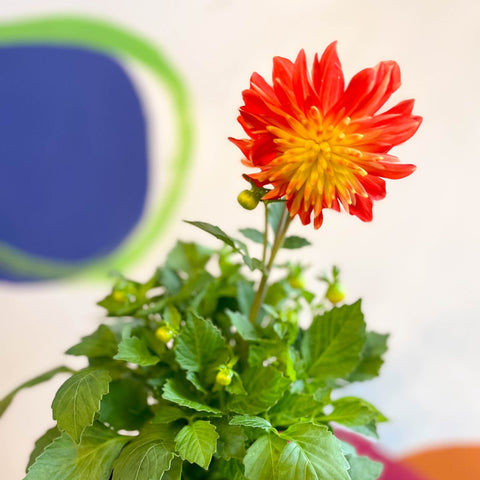 Dahlia 'Dalina Maxi Fireball (P)' - British Grown - Sprouts of Bristol