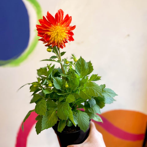 Dahlia 'Dalina Maxi Fireball (P)' - British Grown - Sprouts of Bristol