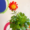 Dahlia 'Dalina Maxi Fireball (P)' - British Grown - Sprouts of Bristol