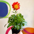 Dahlia 'Dalina Maxi Fireball (P)' - British Grown - Sprouts of Bristol