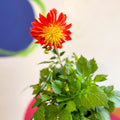 Dahlia 'Dalina Maxi Fireball (P)' - British Grown - Sprouts of Bristol