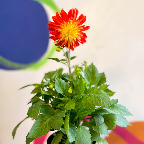 Dahlia 'Dalina Maxi Fireball (P)' - British Grown - Sprouts of Bristol