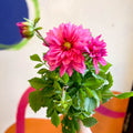 Dahlia 'Dalina Maxi Mendoza (P)' - British Grown - Sprouts of Bristol