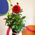 Dahlia 'Dalina Maxi Merida (P)' - British Grown - Sprouts of Bristol