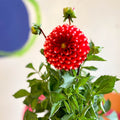 Dahlia 'Dalina Maxi Merida (P)' - British Grown - Sprouts of Bristol