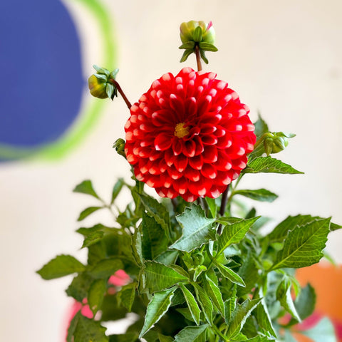 Dahlia 'Dalina Maxi Merida (P)' - British Grown - Sprouts of Bristol