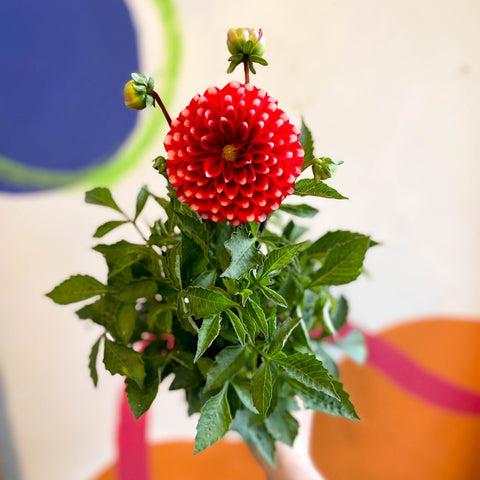 Dahlia 'Dalina Maxi Merida (P)' - British Grown - Sprouts of Bristol