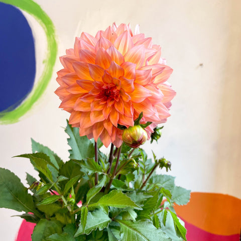 Dahlia 'Dalina Maxi Peach (P)' - British Grown - Sprouts of Bristol