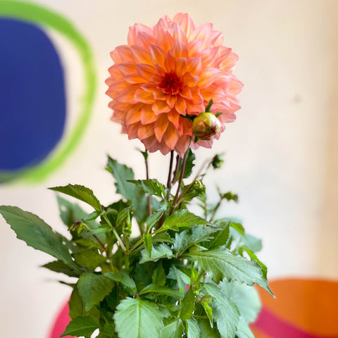 Dahlia 'Dalina Maxi Peach (P)' - British Grown - Sprouts of Bristol