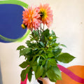 Dahlia 'Dalina Maxi Peach (P)' - British Grown - Sprouts of Bristol
