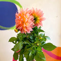 Dahlia 'Dalina Maxi Peach (P)' - British Grown - Sprouts of Bristol