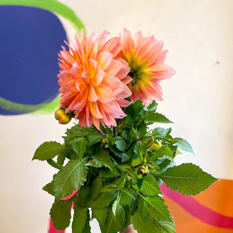 Dahlia 'Dalina Maxi Peach (P)' - British Grown - Sprouts of Bristol