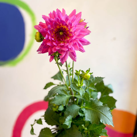 Dahlia 'Dalina Maxi Salinas (P)' - British Grown - Sprouts of Bristol