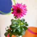 Dahlia 'Dalina Maxi Salinas (P)' - British Grown - Sprouts of Bristol