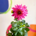 Dahlia 'Dalina Maxi Salinas (P)' - British Grown - Sprouts of Bristol