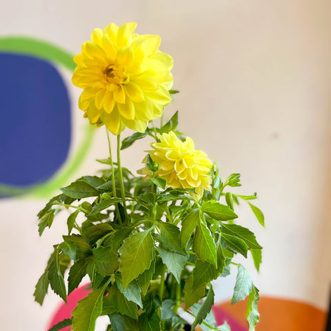 Dahlia 'Dalina Maxi Sonora (P)' - British Grown - Sprouts of Bristol